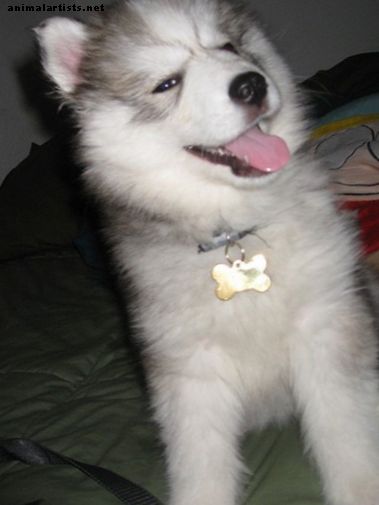 Coole authentieke Russische namen voor een Siberische Husky-hond