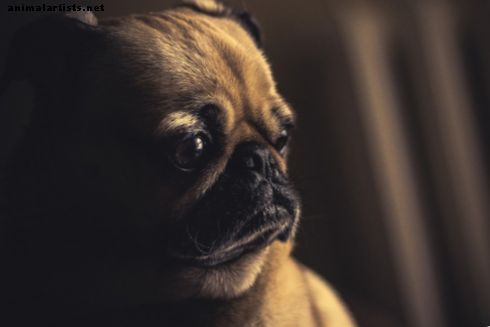 Gesundheitsratschläge für Hunde: Häufig gestellte Fragen zu chronisch entzündlichen Darmerkrankungen