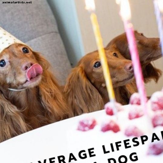 Priemerná dĺžka života psa a 5 výhod jedného