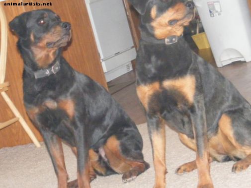 Αμερικανός, Γερμανός ή Ρωμαίος;  Οι διαφορετικοί τύποι Rottweilers