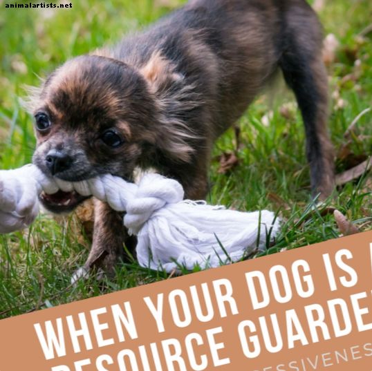 Comprendre la garde des ressources canines: un guide sur la possession d'aliments, d'os, de lits et de jouets