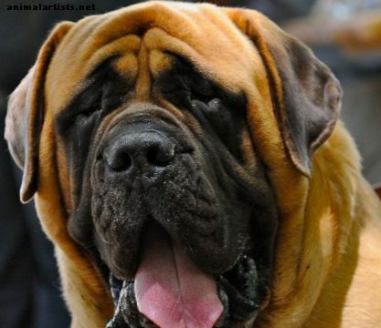 Top 10 największych ras psów - Psy