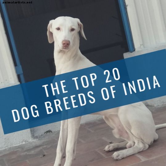أفضل 20 سلالات الكلاب الهندية: سعر الشراء والرعاية