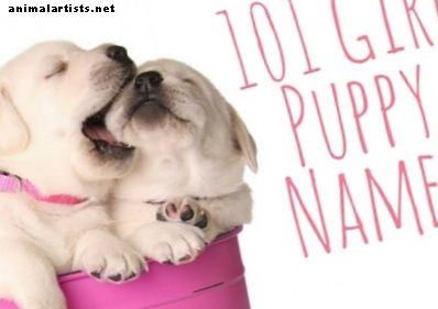 101 Mená šteniatok dievčat - Psy