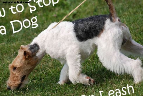 Hvordan lære hunden din å ikke trekke i bånd
