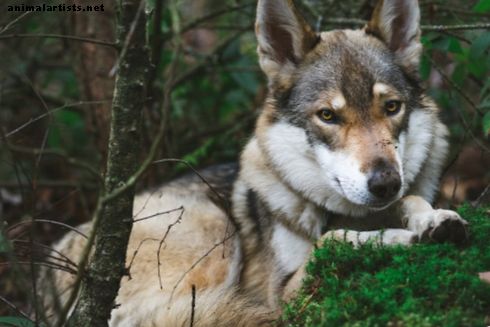 Der Unterschied zwischen einem Wolf / Hybrid und einem Hund