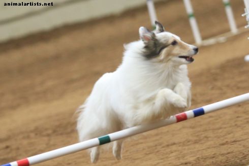 Kā apmācīt veiklības suni skrējienam ar fiziski ierobežotu hendleri - Suņi