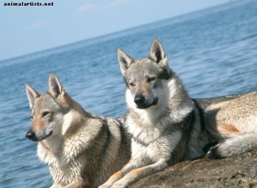 Wolfshunde: Die Hybride, die einige Landesgesetze einschränken