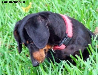 Märgistage ettevaatusabinõud ja ohutusnõuanded koeraomanikele ja nende lemmikloomadele - Koerad
