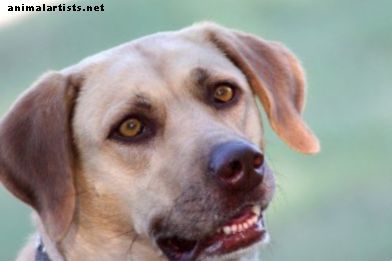 El Labrador Retriever: historia, hechos e información - Perros