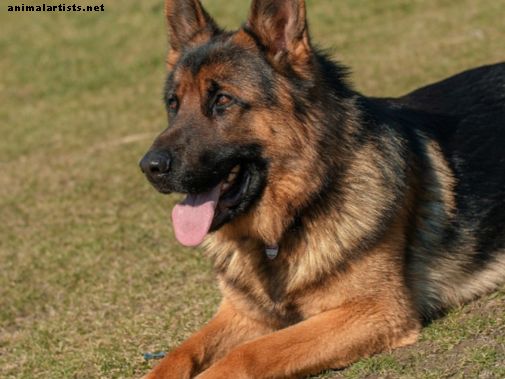 Psy - Ako trénovať nemeckého pastiera, aby si ľahol