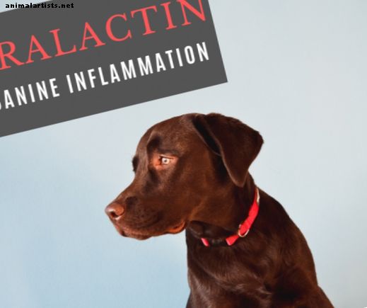 Duralactina: un producto prometedor para la inflamación en perros - Perros