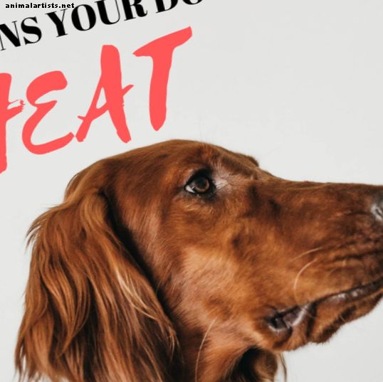 Znaki, da je vaš pes v vročini in v osnovni preventivi
