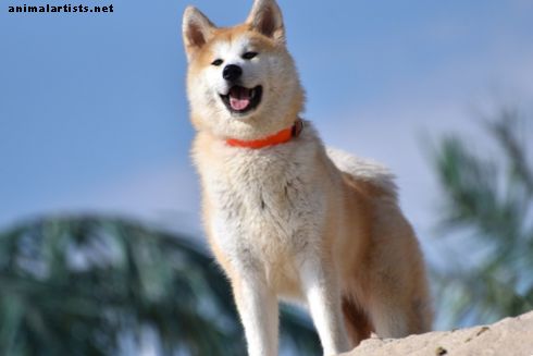 História a charakteristika plemena psov Akita