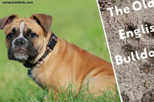 Olde English Bulldogge informacija ir faktai: ar ši šunų veislė tinka jums?