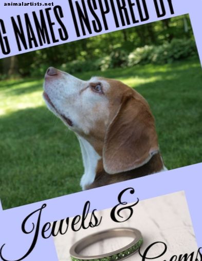 125+ krásnych mien psov inšpirovaných šperkami a drahokamami - Psy