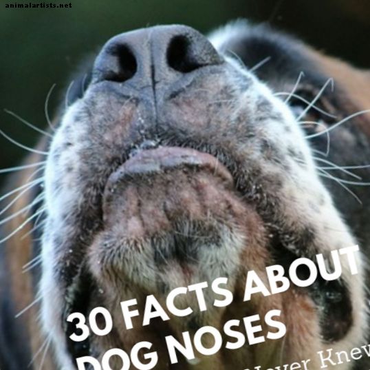 30 mielenkiintoista tosiasiaa koiran nenästä, jota et todennäköisesti tiennyt ennen - Koirat