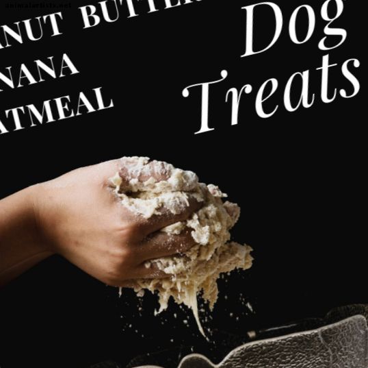 Guloseimas caseiras para cães: manteiga de amendoim, banana e aveia