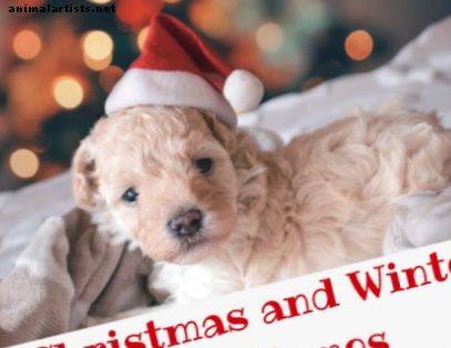200+ božićnih i zimskih imena za pse - psi