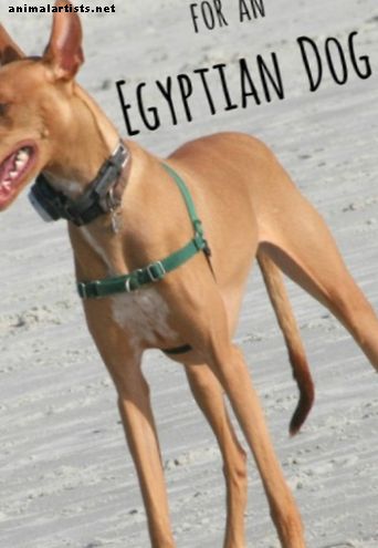 Αρχαία Αιγυπτιακά ονόματα σκυλιών