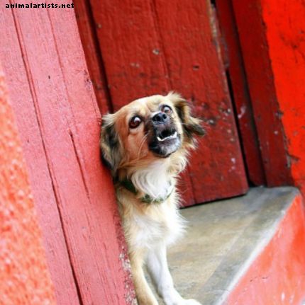 Как да спрем куче от лай: Обучение на кучета за проблеми с поведението - Кучета