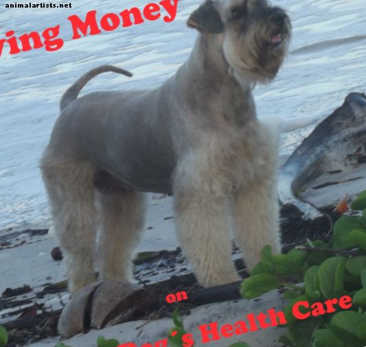 Hunde - 6 Tipps, um Geld für die Gesundheitsfürsorge Ihres Hundes zu sparen