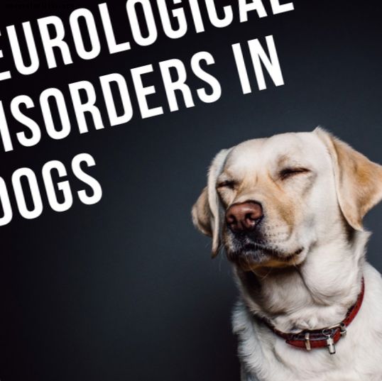 Предупреждающие признаки неврологических расстройств у собак