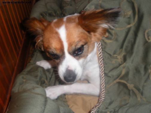 honden - Maak van uw hond een doe-het-zelf "knuffelzak" -bed uit een oud dekbed