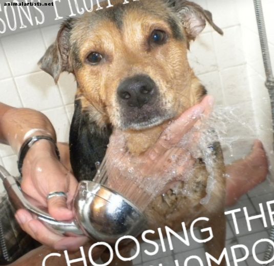 Psy - Ako si vybrať najlepší šampón pre psov (pre blchy, lupiny a ďalšie)