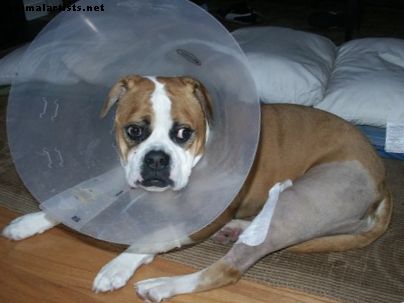 Kako popraviti luksuzno patelo (slabo koleno) pri psu brez kirurgije