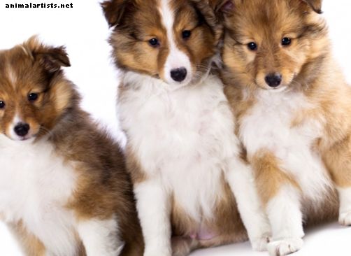 101 имена на кученце (и съвети за осиновяване на кученце)