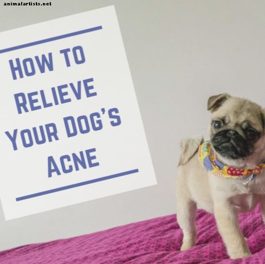 Cani - Il mio cane ha acne o brufoli?  Ci sono rimedi naturali fatti in casa?
