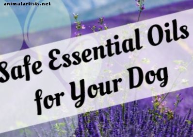 5 sigurnih esencijalnih ulja aromaterapije koja mogu pomoći vašem psu
