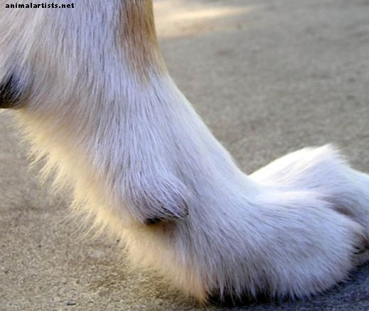 Nagelschnitt für Hunde: Wie kann ich die Nägel meines Hundes schneiden? - Hunde