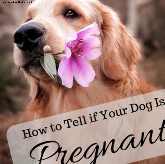 Как да разберете дали вашето куче е бременно: знаци и тестове за бременност в домашни условия