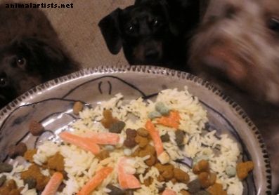 Bland Diet recepty pre psov s naštvaný žalúdok