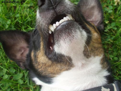 Kako očistiti zube vašeg psa