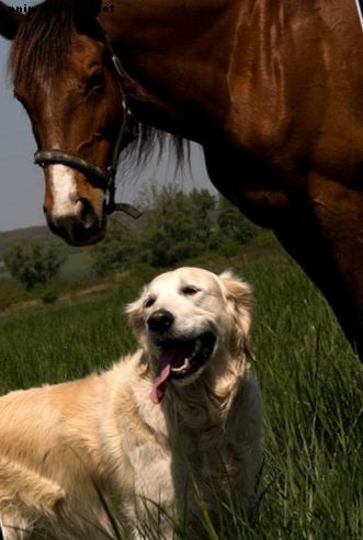 Fünf gute Hunderassen, die mit Pferden auskommen - Hunde