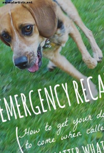 Treinamento de emergência para cães