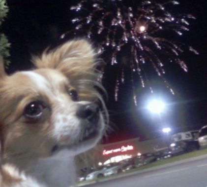 Bewährte Trainingsmethoden für Hunde, die Angst vor Feuerwerk haben