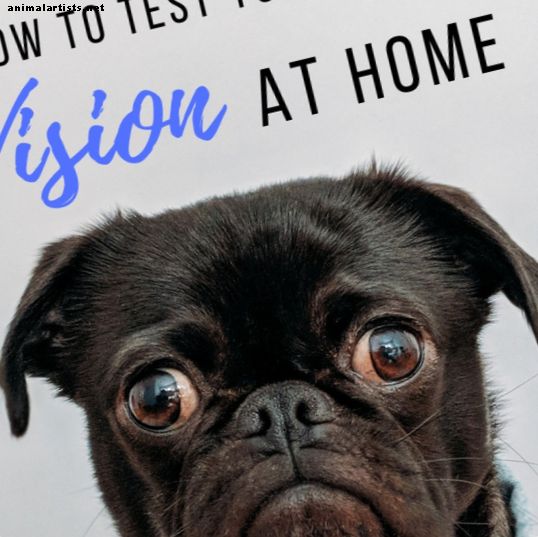 Kā mājās pārbaudīt suņa redzi