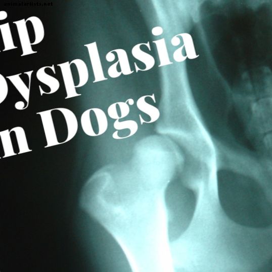 Terapias alternativas para la displasia de cadera en un perro - Perros