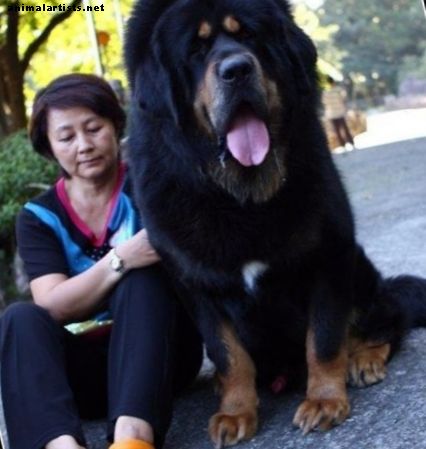 10 suurinta koiranrotua - Koirat