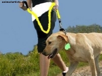 Programme d'exercices pour chiens: préparation et soins pour les exercices sur le terrain