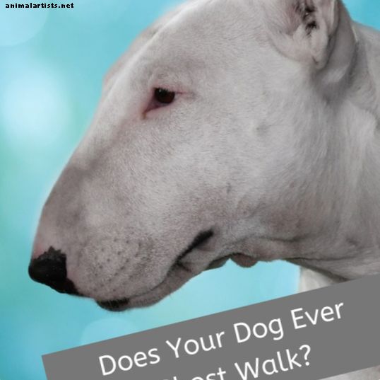 Hvorfor går Bull Terrier og nogle andre hunde spøgelse? - Hunde