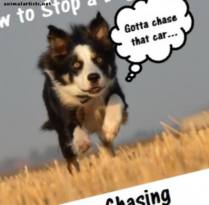 Como parar um cão de perseguir tudo
