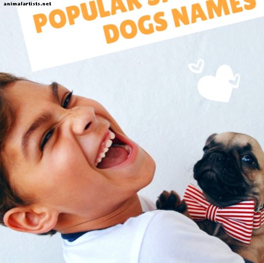100+ suosittua espanjalaista koiran nimeä ja niiden merkityksiä