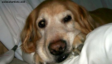 Πώς να σταματήσει ένα σκυλί από το φαγητό πάρα πολύ γρήγορα: Συμβουλές για την πρόληψη Bloat - Σκύλοι