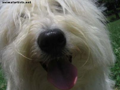 A Coton de Tulear: intelligencia, temperamentum és személyiség - kutyák