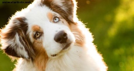 11 أشياء للبحث عنها عند الصعود الكلب الخاص بك - الكلاب
